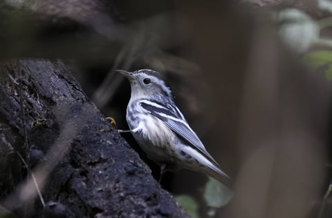 Costa Rica crea los Parques Naturales Urbanos para impulsar ciudades verdes