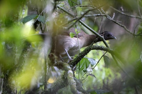 Costa Rica crea los Parques Naturales Urbanos para impulsar ciudades verdes