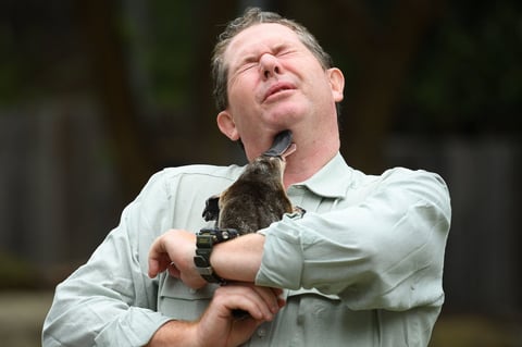 Se compromete zoológico de Australia a salvar al ornitorrinco de la extinción