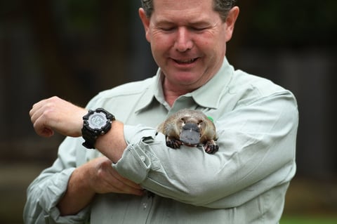 Se compromete zoológico de Australia a salvar al ornitorrinco de la extinción