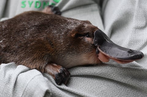 Se compromete zoológico de Australia a salvar al ornitorrinco de la extinción