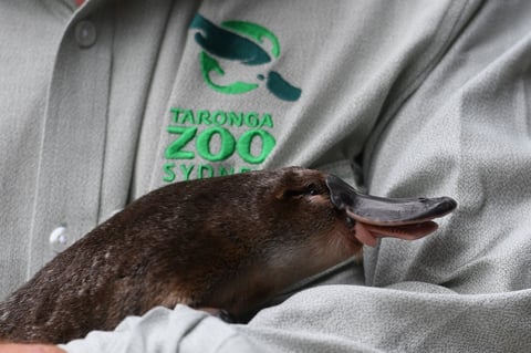 Se compromete zoológico de Australia a salvar al ornitorrinco de la extinción