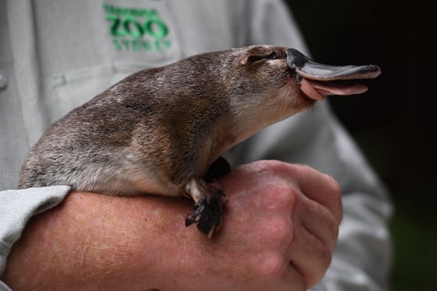 Se compromete zoológico de Australia a salvar al ornitorrinco de la extinción