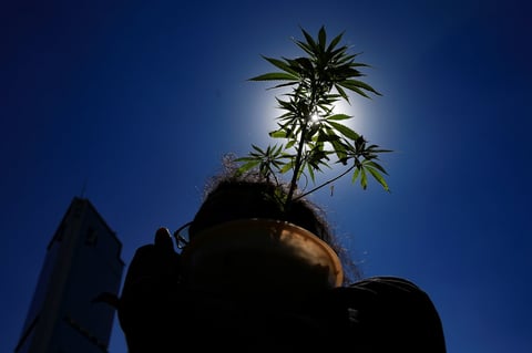 Demandan ley sobre marihuana que respete derechos en México
