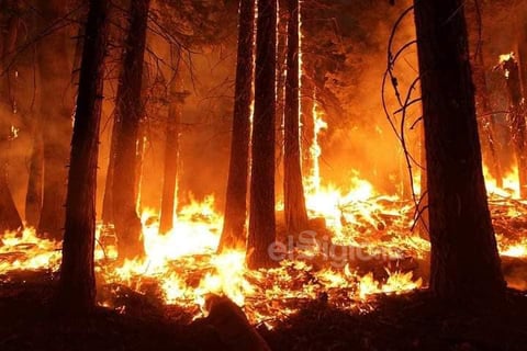Combaten incendio forestal en Sierra de Arteaga