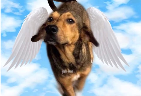 Exigen justicia para 'Rodolfo', el perrito asesinado en Los Mochis