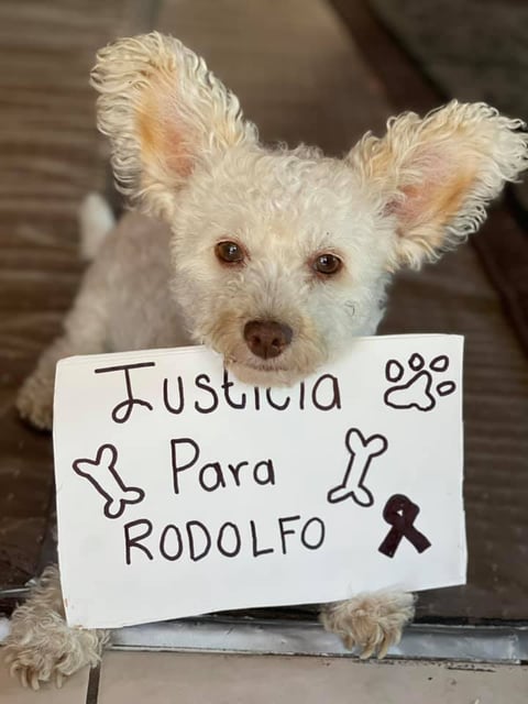 Mascotas 'exigen' justicia para 'Rodolfo' con campaña en redes sociales