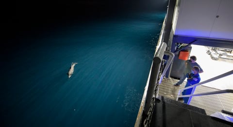 Vuelve a la Tierra nave de SpaceX con cuatro astronautas