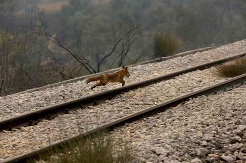 Viento empeora incendios en Grecia que ya han dejado un muerto
