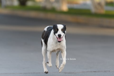 perro corriendo