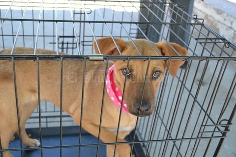 19112021 Debido a cuentan con más de 25 perros que están bajo su cuidado, el albergue 'Amigos por Siempre' solicitan donativos en especie como croquetas, periódico, productos de limpieza, accesorios para perros y más.
