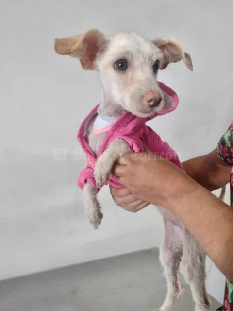 26112021 Adopta
