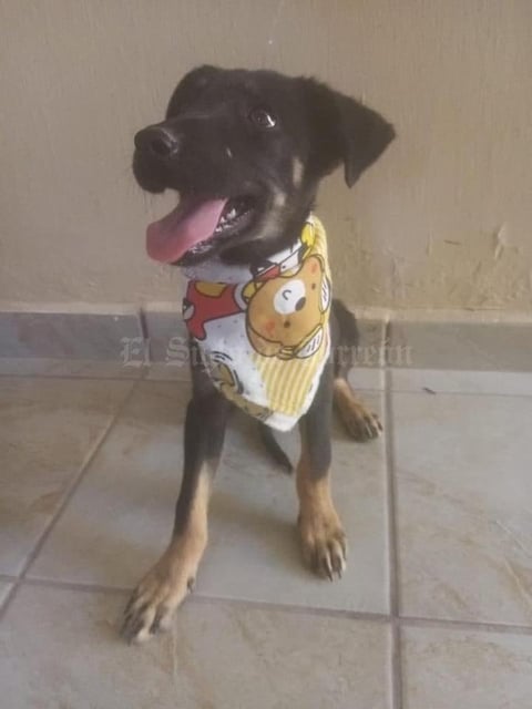 26112021 Adopta