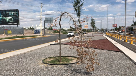 Árboles no sobreviven en obra del Giro Independencia