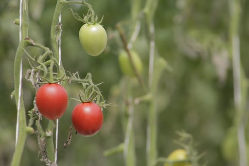 Imagen Levanta Estados Unidos restricciones a importación del tomate mexicano por virus rugoso