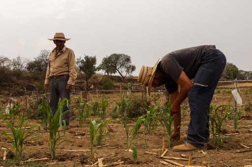 La falta de lluvias y el calor ponen en riesgo cosechas de 50 familias dedicadas al campo en la Ciudad de México. (ARCHIVO)