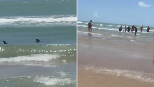 Imagen Tiburón ataca a cuatro personas en Isla del Padre en Texas