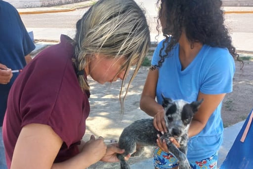 Imagen Superan expectativa de persona que llevaron a sus mascotas a vacunar en ejido de San Pedro