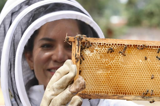 Cada productor tiene diferente cantidad de colmenas, las cuales buscan fortalecer. (ARCHIVO)