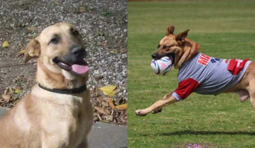 Imagen Se cumple un año desde que un perro ingreso a la cancha durante el Alebrijes vs Dorados