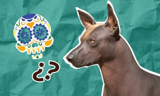 Imagen Xoloitzcuintle: ¿por qué se le asocia a la muerte?