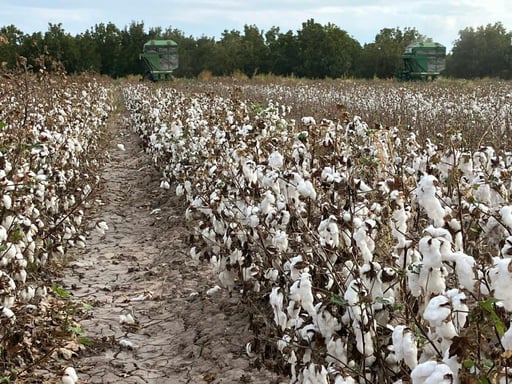 Imagen En tres años cayó la producción de algodón en San Pedro por falta de agua y semilla de mala calidad