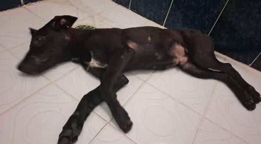 Imagen Vinculan a proceso a agresor de cachorro en Torreón