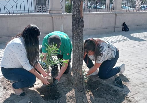 Imagen Programa 'Adopta tu jardín urbano' para transformar el Paseo Morelos