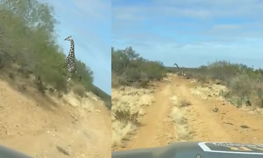 Jirafas captadas en Coahuila (CAPTURA)