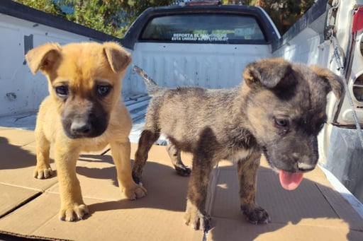 Imagen Gómez Palacio realiza campaña de adopción de perros en la Plaza de Armas