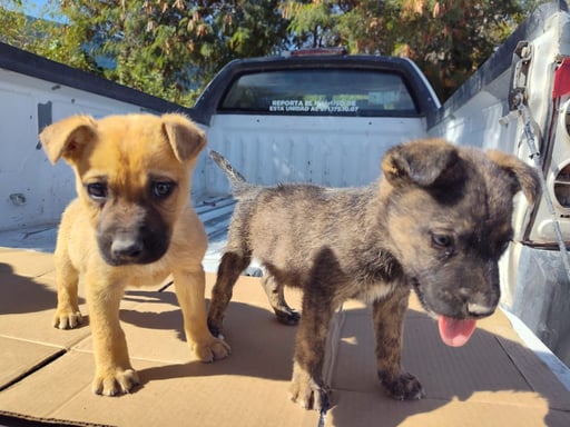 El objetivo es encontrar un hogar a perros en situación de calle. (EL SIGLO DE TORREÓN)