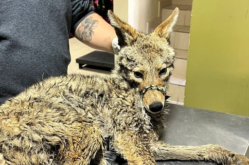 Imagen Ayuntamiento de Gómez Palacio rescata a dos coyotes en área urbana