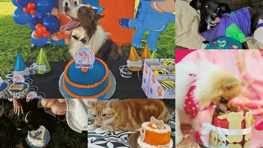 Imagen Joven lagunera cumple dulce emprendimiento para las mascotas de Torreón