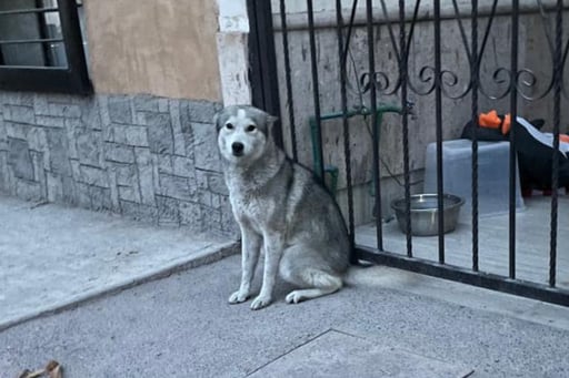 Imagen Reportan perrita Husky extraviada cerca del Bulevar Las Cruces, en Lerdo