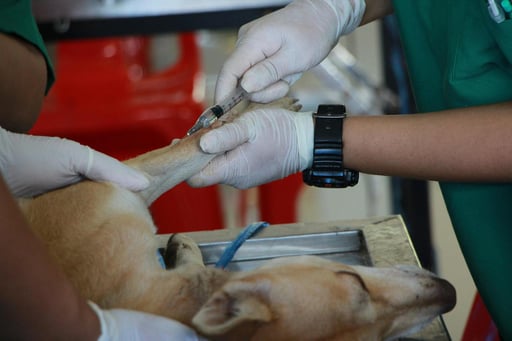 Es importante cuidarlos porque los perros y gatos pueden estar expuestos a diversos virus.