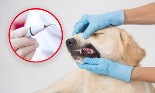 Imagen Los peligros de hacerle una limpieza dental a tu perro