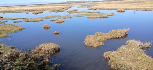 Imagen Humedales están desapareciendo tres veces más rápido que los bosques en el mundo