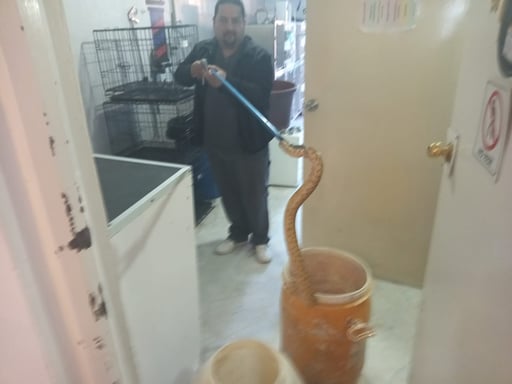 Imagen Encuentran a víbora en una taza de baño de una casa en Torreón