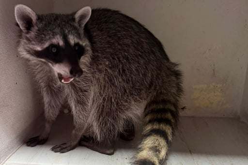 Imagen Rescatan mapache en la colonia El Campestre de Gómez Palacio