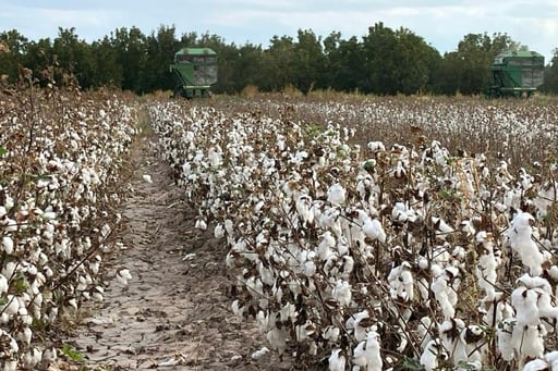 Imagen Por reducción de volumen del Ciclo Agrícola, suspenden siembra de algodón y piden incluir a La Laguna en Sembrando Vida