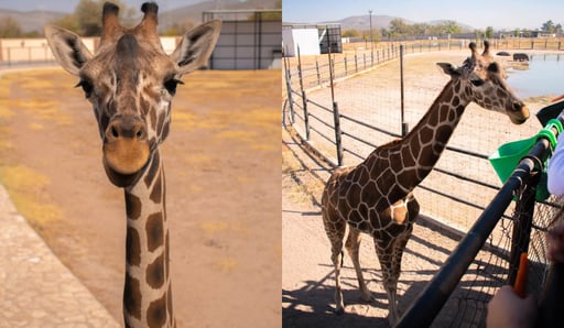 Imagen ¿Quieres conocer las Jirafas? Lerdo te invita al Zoo de Villa Juárez