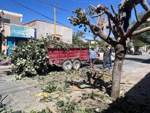 Imagen Realizan poda preventiva en avenida Coronado de Lerdo