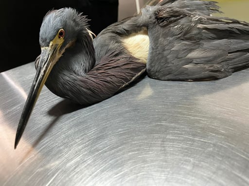 Imagen Entregan garceta tricolor a Ecología y Medio Ambiente de Gómez Palacio, presentaba deshidratación y desnutrición