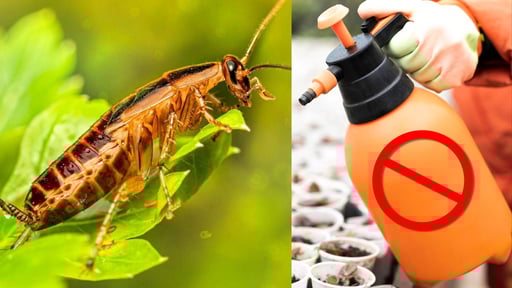 Imagen Cucaracha alemana: la plaga más común en México y cómo eliminarla