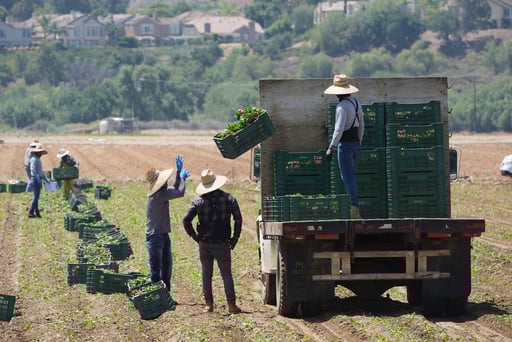 Imagen Redadas migratorias amenazan negocios que abastecen alimentos en EUA, según asociaciones agrícolas