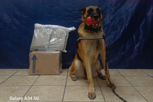 Imagen Agente canino detecta paquete con droga en empresa de mensajería de Torreón