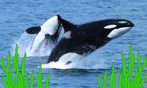 Imagen ¿Sabías que las orcas fabrican ‘herramientas’ con algas para rascarse unas a otras?