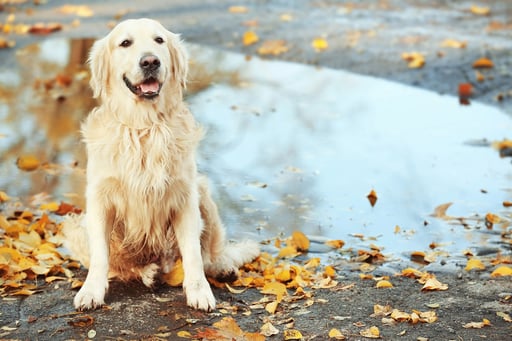 Es fundamental mantener el refugio de tu mascota seco, cálido y protegido del viento para garantizar su bienestar en días lluviosos.