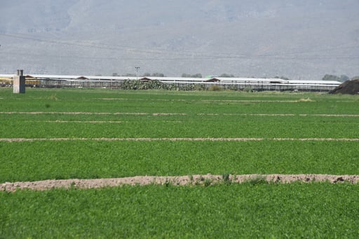 Imagen Abril con cifras históricas: sector primario registra avance de 3.2 por ciento