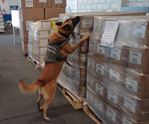 Imagen En 6 meses, binomios caninos de la DSPM de Torreón han detectado poco más de 21 kilos de drogas